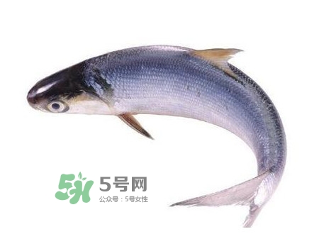 鰣魚和刀魚哪個(gè)貴？長江三鮮哪個(gè)最貴