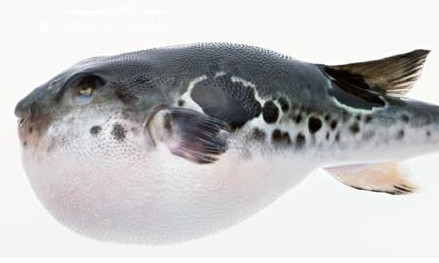 河豚怎么殺？河豚怎么處理