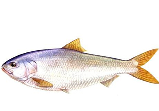 鰣魚刺多嗎？鰣魚可以養(yǎng)殖嗎