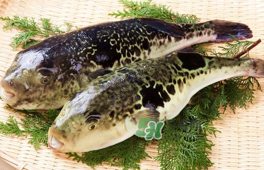 河豚究竟有多好吃？河豚最毒的部位是哪里