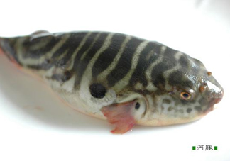 河豚怎么殺？河豚怎么處理