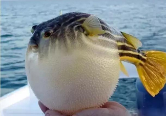 河鲀和大巴魚是一回事嗎？河鲀有哪些營養(yǎng)價值