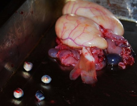 河豚魚怎么吃？河豚魚怎么去毒