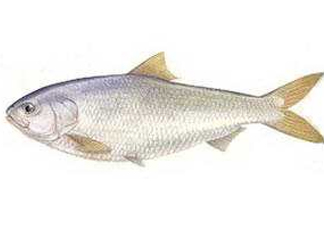 鰣魚和響魚是兩種魚嗎？鰣魚和鯽魚的區(qū)別