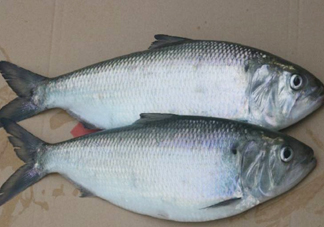 鰣魚什么時(shí)候最好吃？長(zhǎng)江鰣魚什么上市