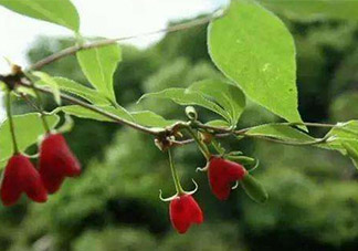 杈杷果怎么吃？杈杷果食用方法