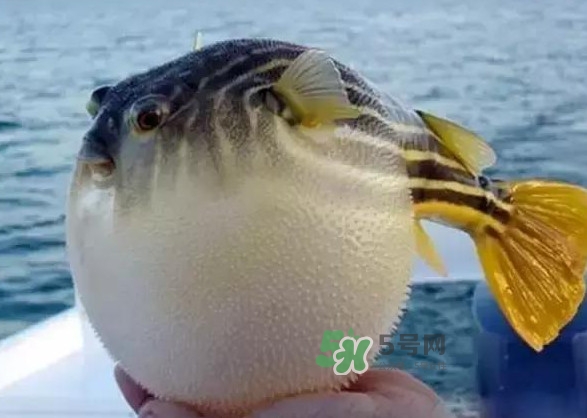 河豚魚是海鮮嗎？河豚魚是淡水魚嗎