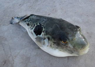 河豚魚怎么吃？河豚魚怎么去毒