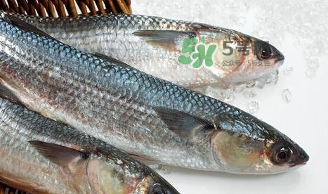 鰣魚多少錢一斤？長江鰣魚多少錢一斤2017