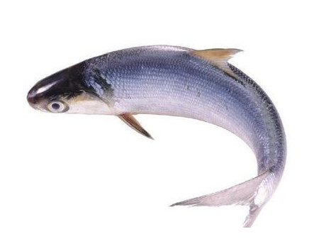 為什么吃清蒸海鰣魚都是半條？鰣魚有什么營養(yǎng)價值