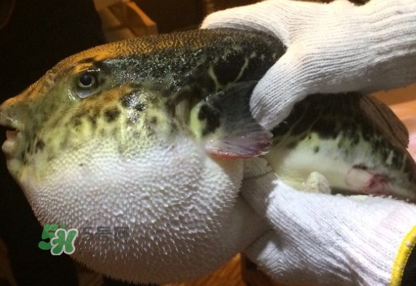 河鲀和大巴魚是一回事嗎？河鲀有哪些營養(yǎng)價(jià)值