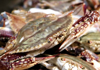 梭子蟹能放多久？梭子蟹能活多久？