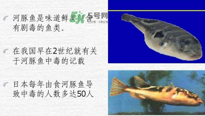 河豚中毒會(huì)產(chǎn)生幻覺嗎？河豚中毒多久發(fā)作