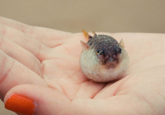 河豚可以當寵物養(yǎng)嗎？河豚可以用淡水養(yǎng)嗎