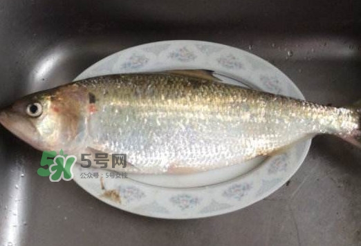 鰣魚(yú)怎么讀？鰣魚(yú)是什么魚(yú)
