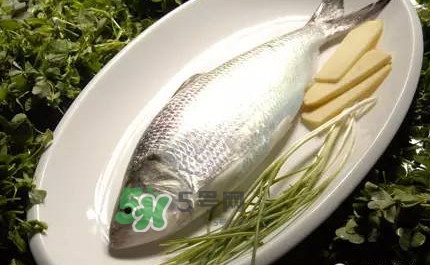 鰣魚的魚鱗能吃嗎？鰣魚為什么不去魚鱗