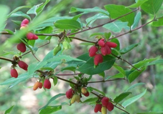 杈杷果能放時間長嗎？杈杷果怎么保存？