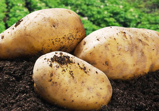 八月份可以種土豆嗎？八月份可以種馬玲薯嗎？