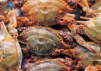 梭子蟹一只大概多重？梭子蟹一斤一般幾只？