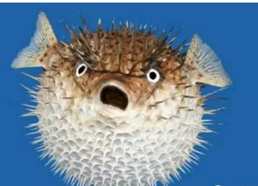 河豚怎么殺？河豚怎么處理