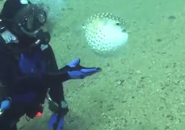 河豚能吃嗎？河豚可以吃嗎