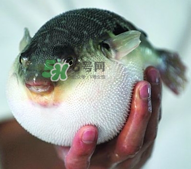 鰣魚和刀魚哪個(gè)貴？長江三鮮哪個(gè)最貴