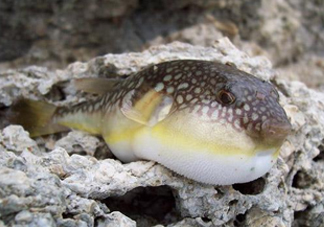 河鲀是淡水魚嗎？河鲀是哺乳動物嗎