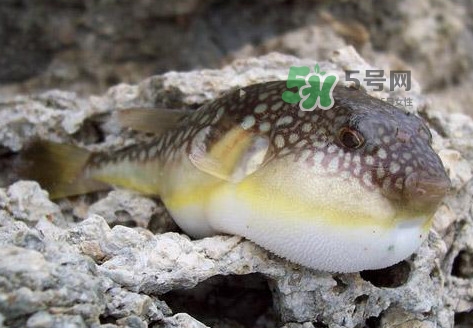 河豚究竟有多好吃？河豚最毒的部位是哪里