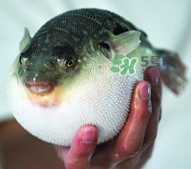 河鲀毒煮了還有毒嗎？怎樣去除河鲀的毒素