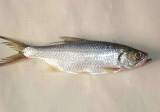 鰣魚怎么做好吃？鰣魚怎么處理