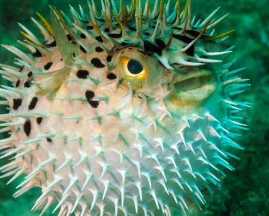 河鲀哪個(gè)部位有毒？河鲀哪個(gè)部位可以食用