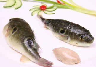 河豚中毒會產生幻覺嗎？河豚中毒多久發(fā)作