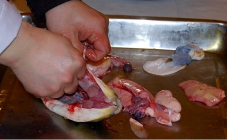 河豚魚怎么吃？河豚魚怎么去毒