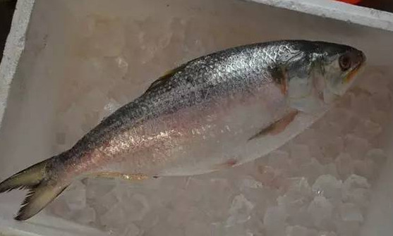 為什么吃清蒸海鰣魚都是半條？鰣魚有什么營養(yǎng)價值