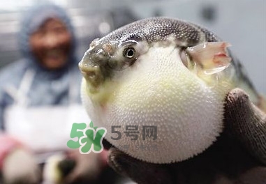 河豚魚是發(fā)物嗎？河豚魚為什么有毒