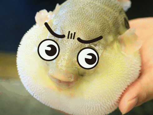 河豚怎么殺？河豚怎么處理