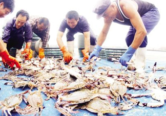 飛蟹多少錢一斤？飛蟹多少錢一斤2017？