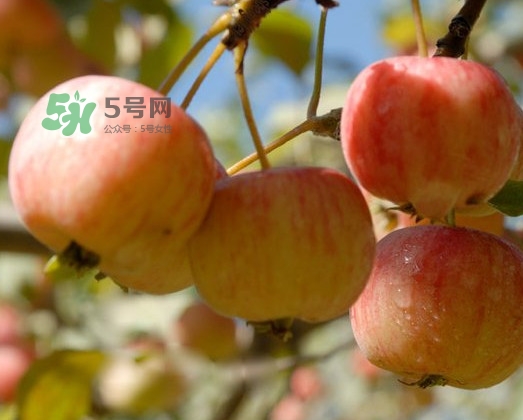 海棠果能直接吃嗎？海棠果可以吃嗎