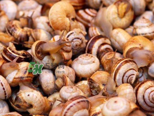 海螺多少錢一斤 海螺要煮多長時間 海螺多少錢一斤 海螺要煮多長時間