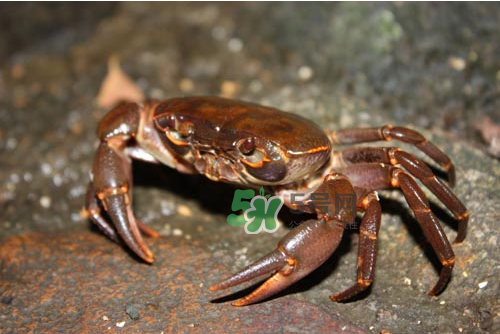 大閘蟹可以帶上飛機(jī)嗎？坐飛機(jī)可以帶大閘蟹嗎？