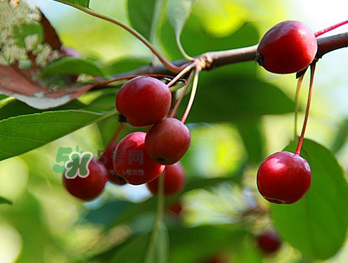 海棠果什么時(shí)候成熟？海棠果幾月份成熟