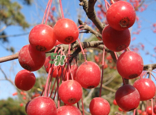 海棠果可以泡酒嗎？海棠果怎么做酒