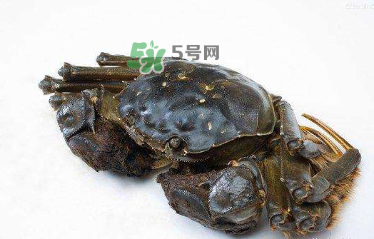 大閘蟹能活多久？大閘蟹可以活多久？