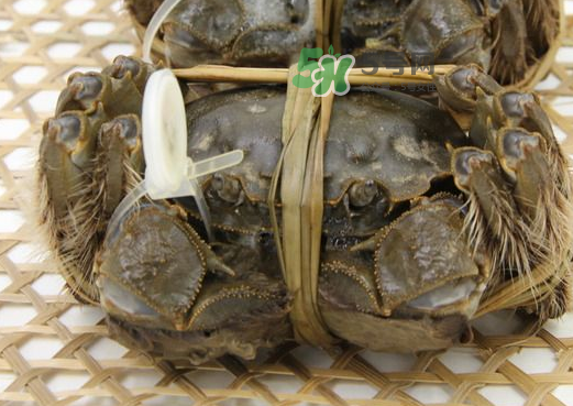 大閘蟹能活多久？大閘蟹可以活多久？