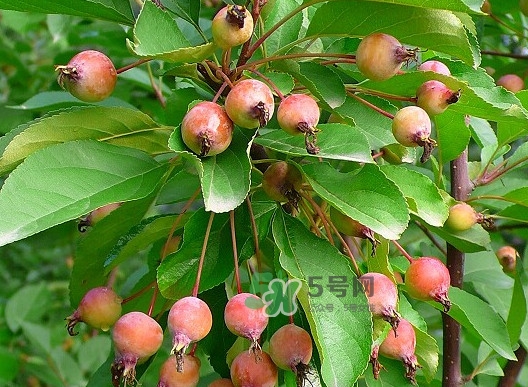 海棠果有什么功效？海棠果有什么作用