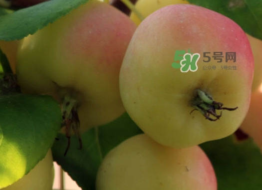 海棠果有什么功效？海棠果有什么作用