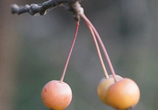 海棠果是涼性的嗎？海棠果是熱性還是涼性