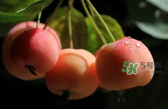 海棠果是山楂嗎？海棠果和山楂的區(qū)別