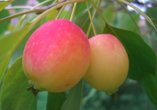 海棠果是不是小蘋果？海棠果和小蘋果的區(qū)別