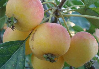 海棠果有什么功效？海棠果有什么作用